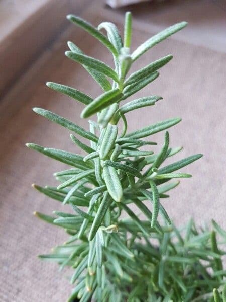 Rozmarýn lékařský 25