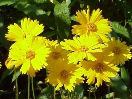Coreopsis pubescens 2