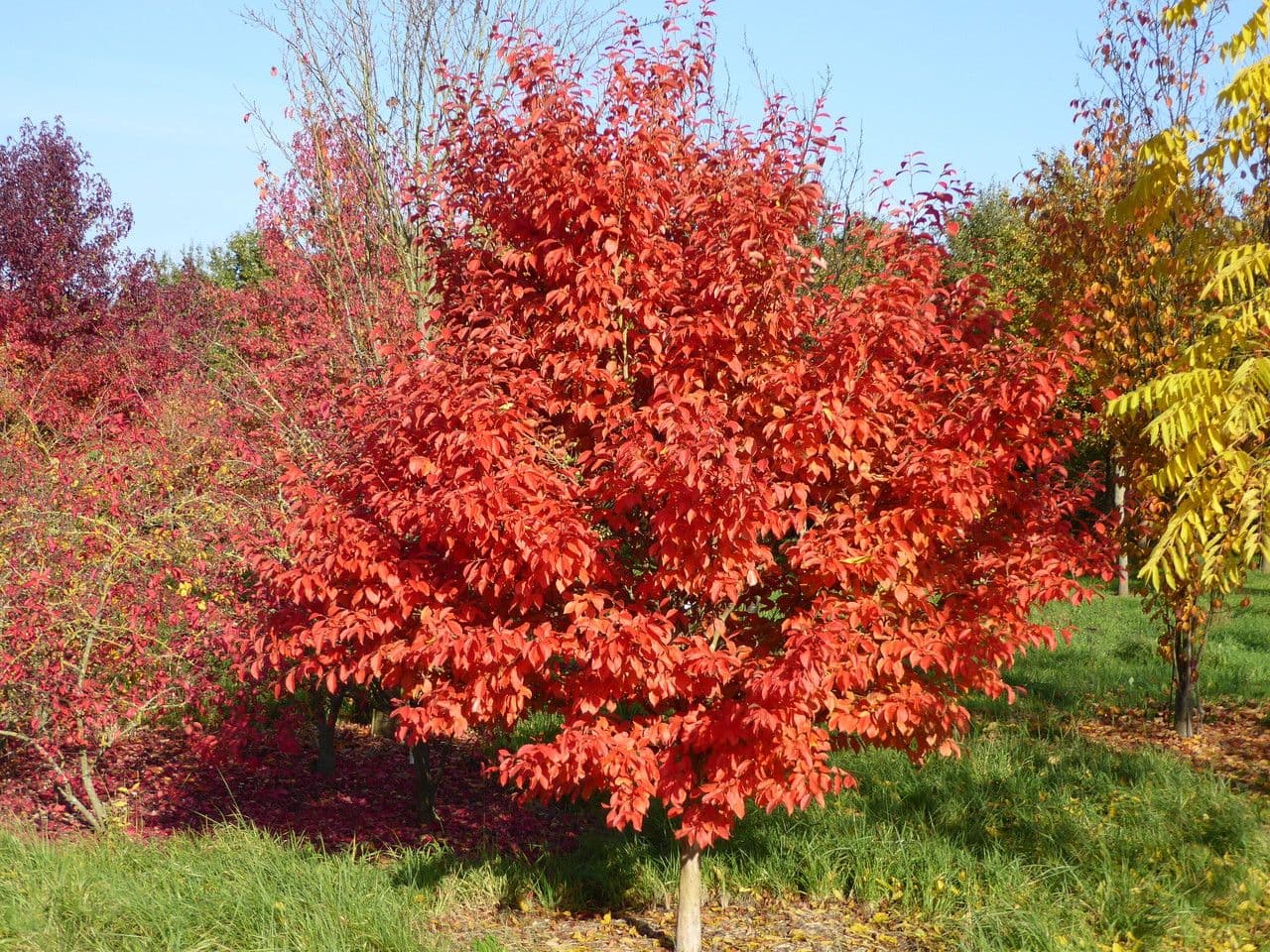 Stewartia monadelpha 10