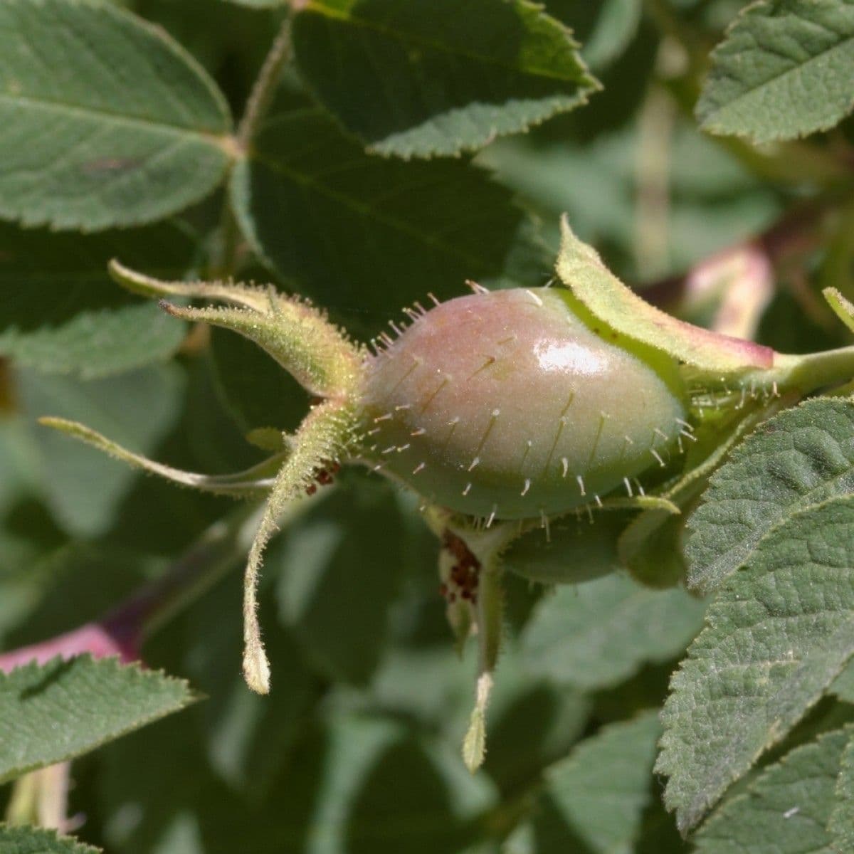 Rosa tomentosa 2