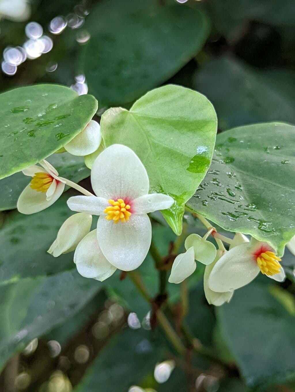 Begonia 4