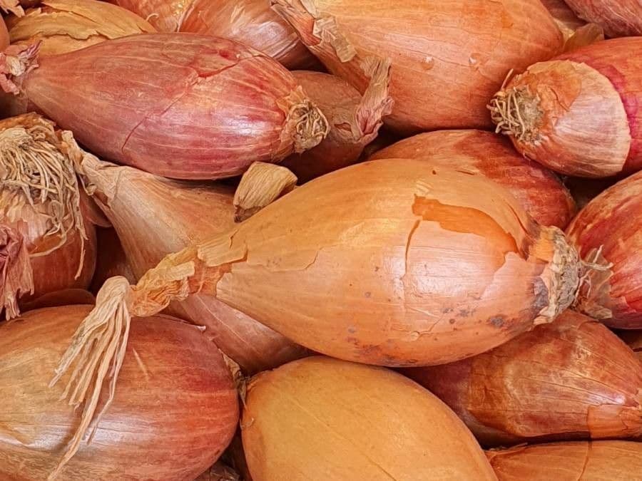 Scalogno