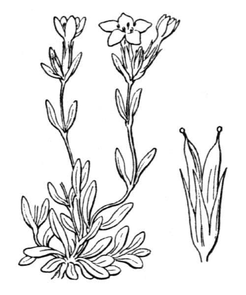 Centaurium 9