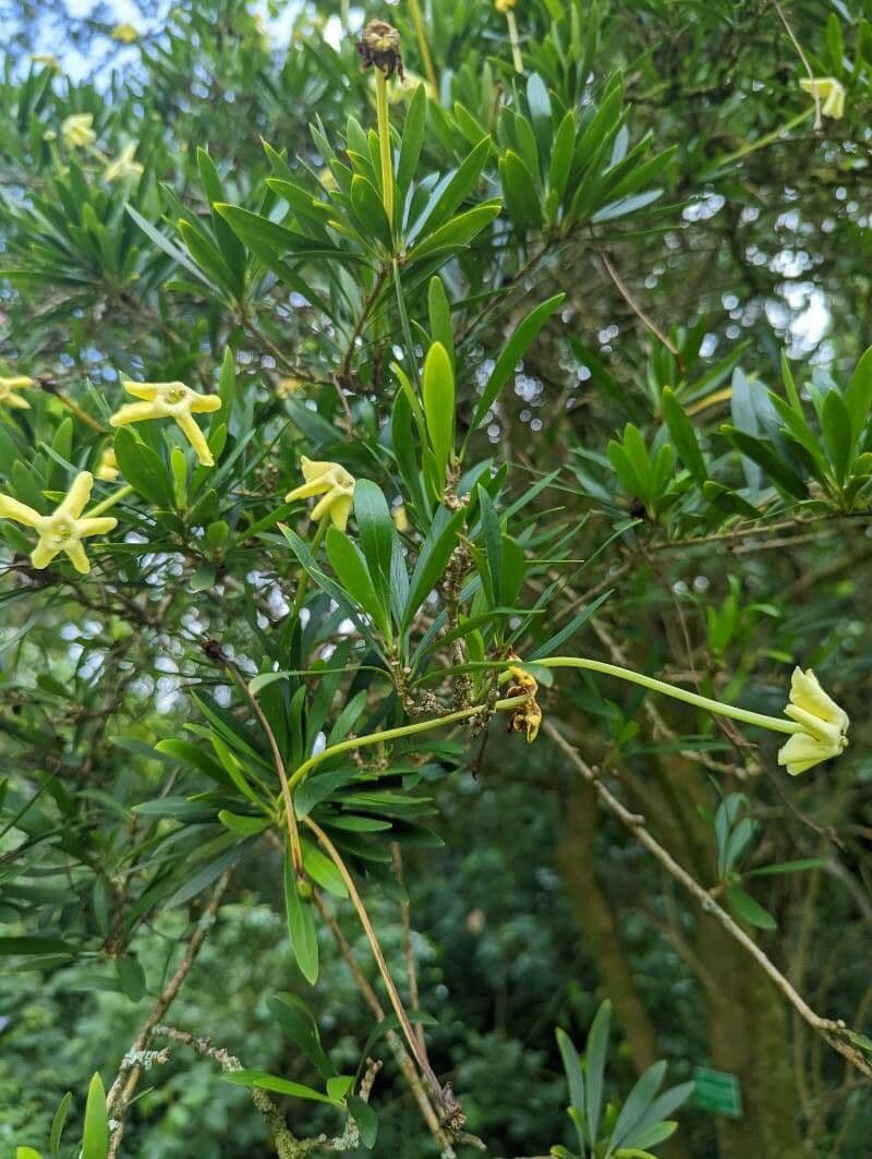 Brunfelsia 2