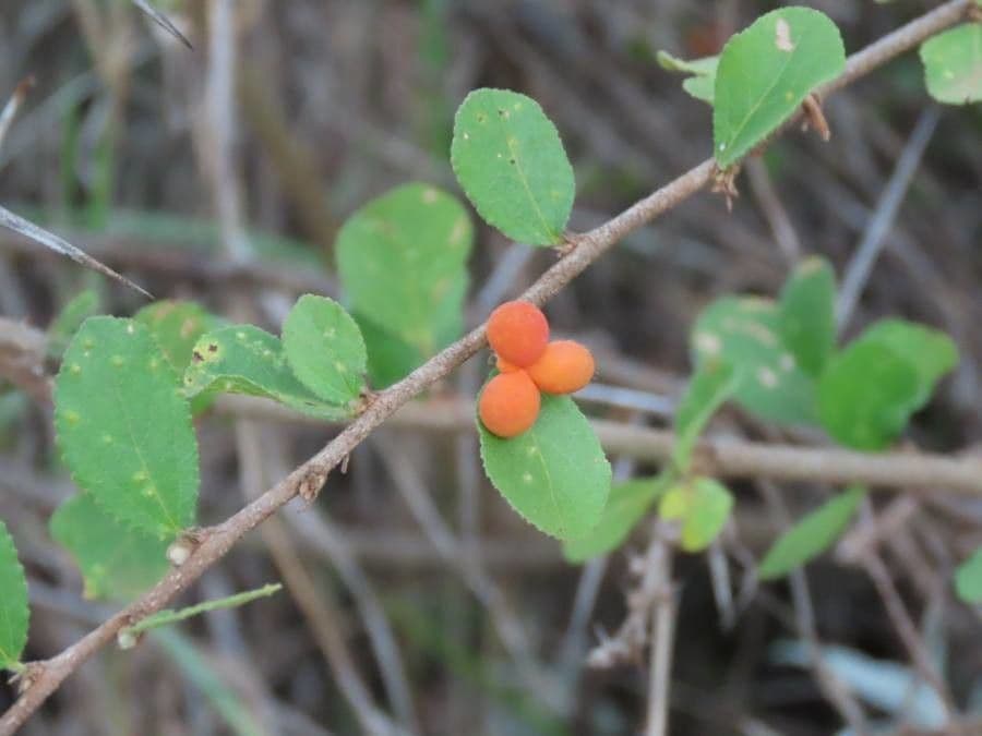 Grewia 2