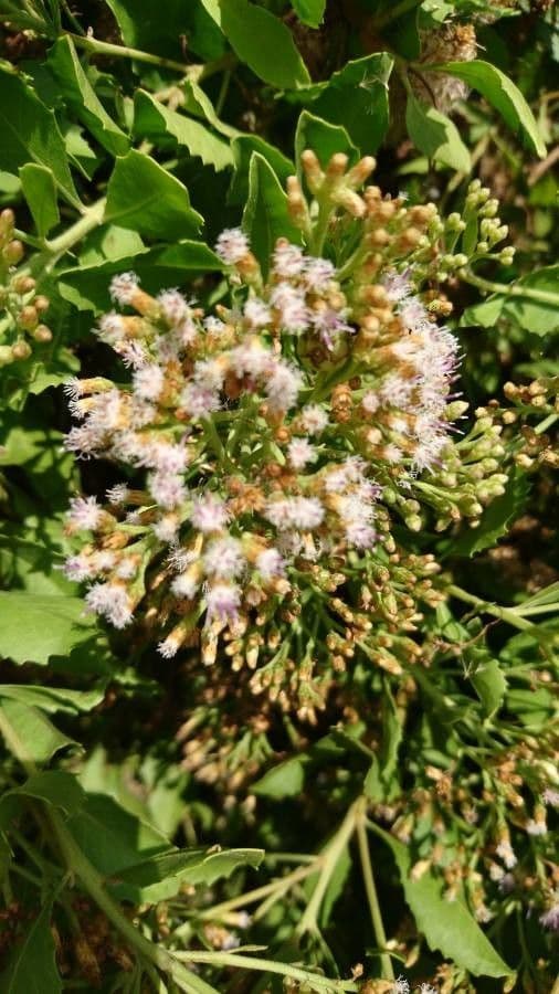 Pluchea indica 3