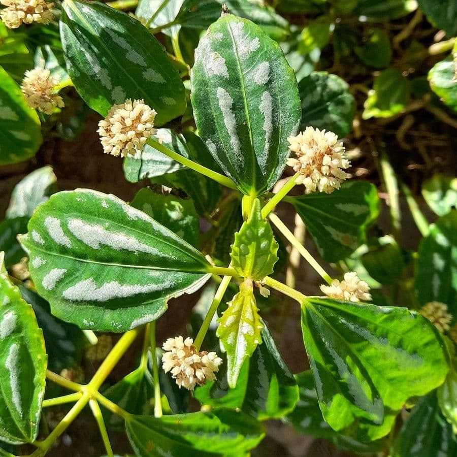 Pilea 6