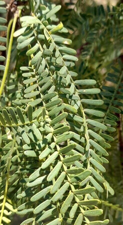 Prosopis flexuosa 4