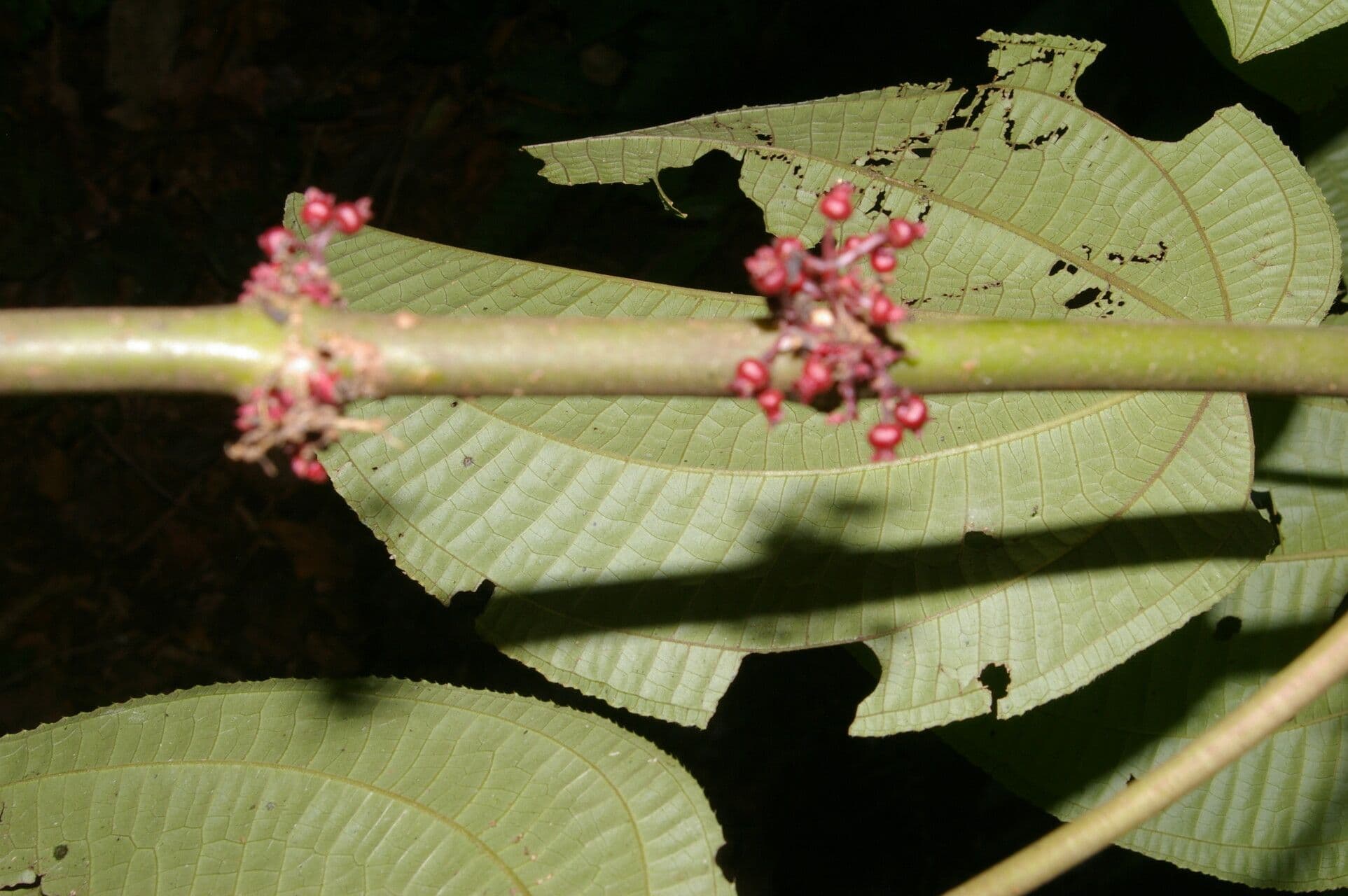 Miconia 4