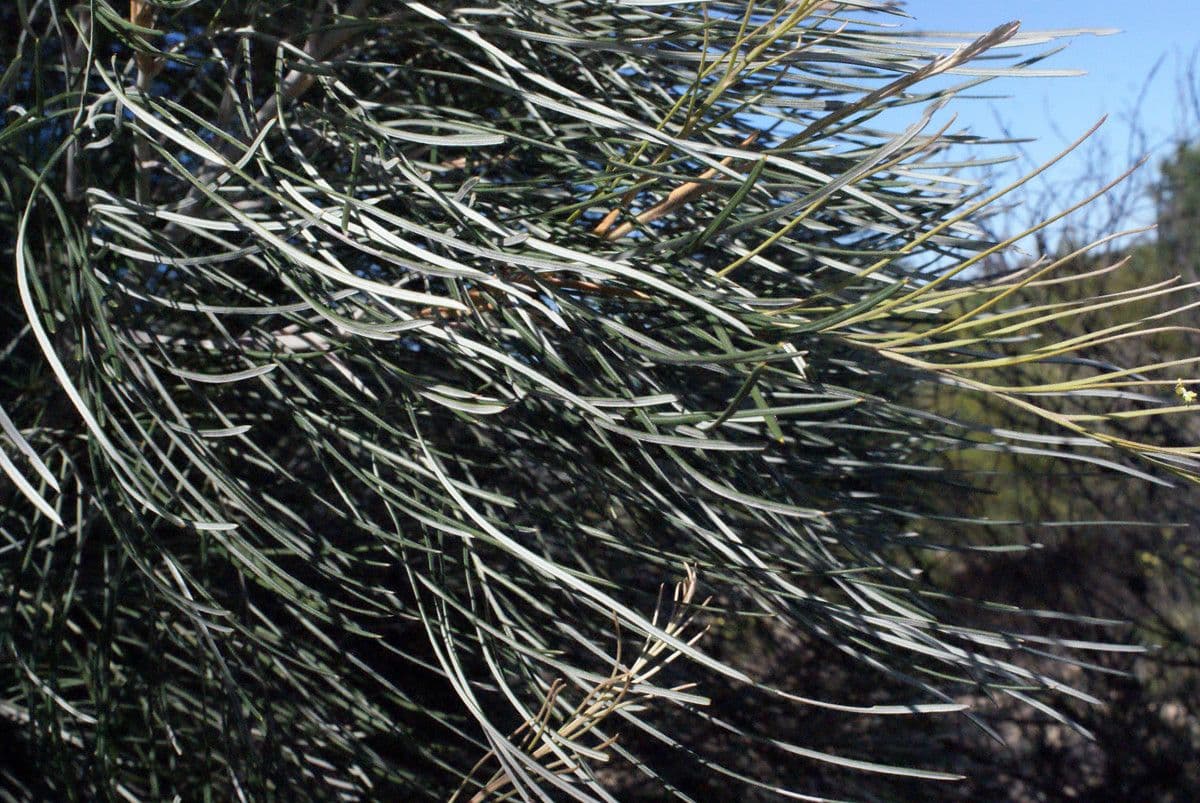 Grevillea 14