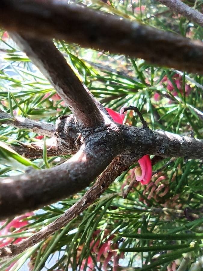 Rosmarinblättrige Grevillea 22