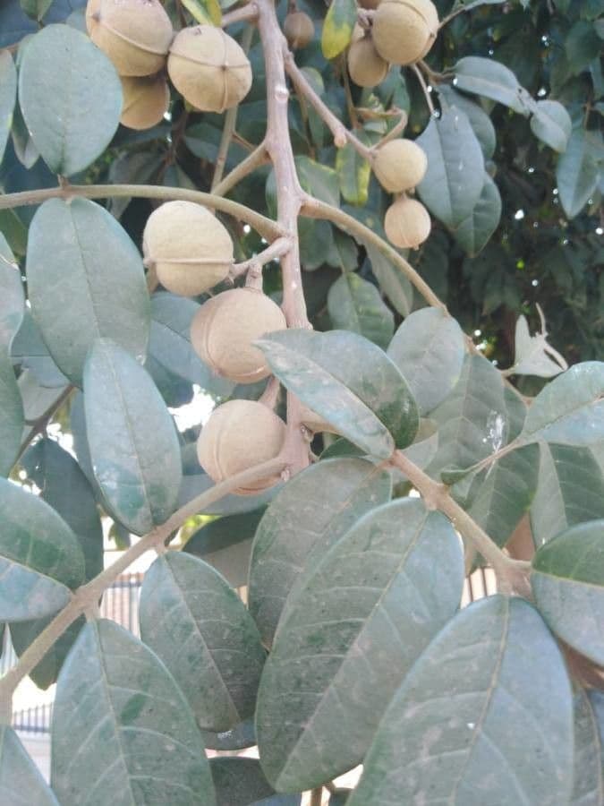 Trichilia 3