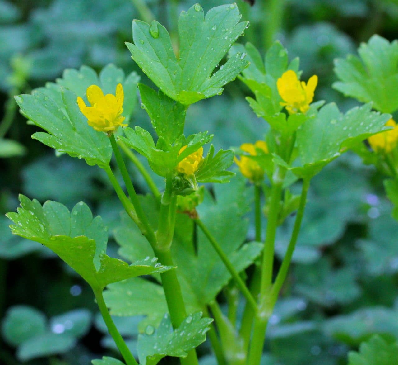 Ranunculus parviflorus 24
