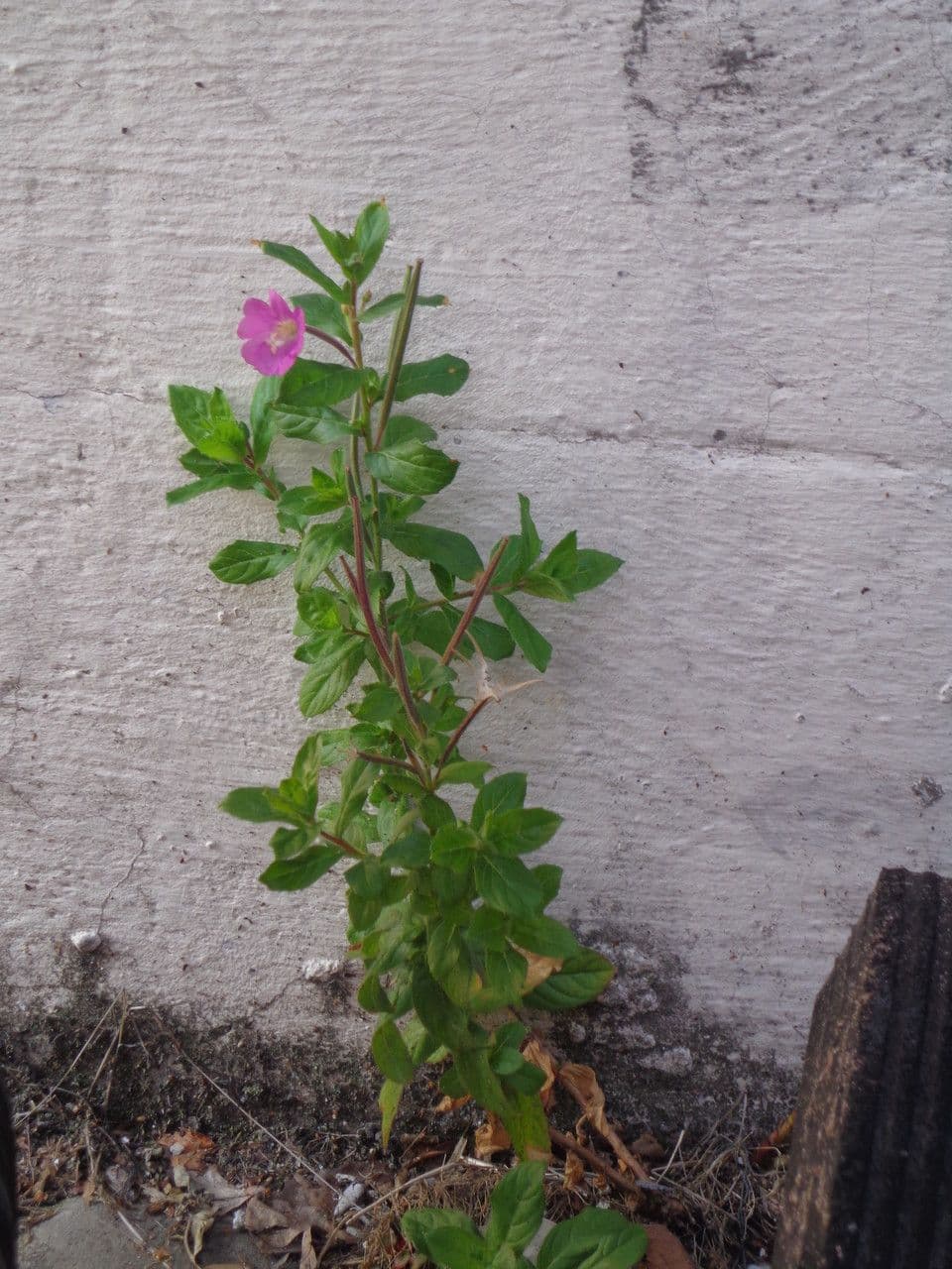 Garofanino quadrangolare 13