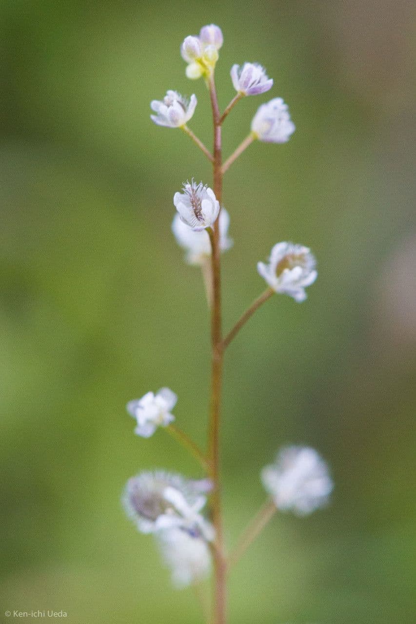 Athysanus pusillus