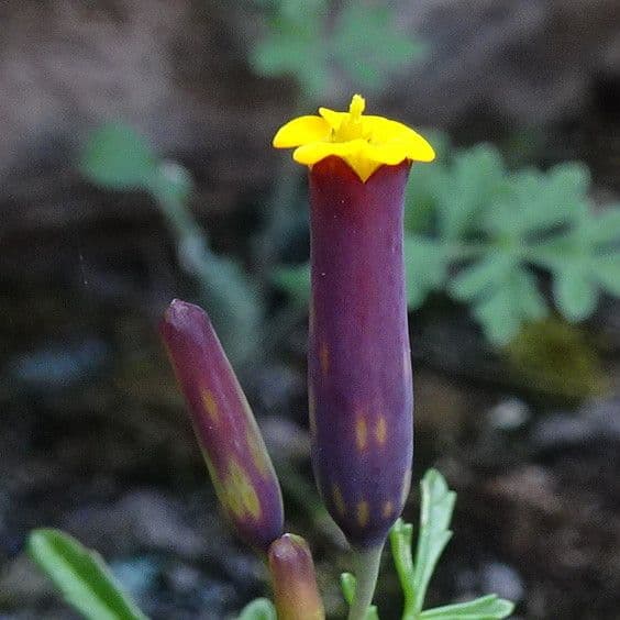 Cempasúchil multiflora 6