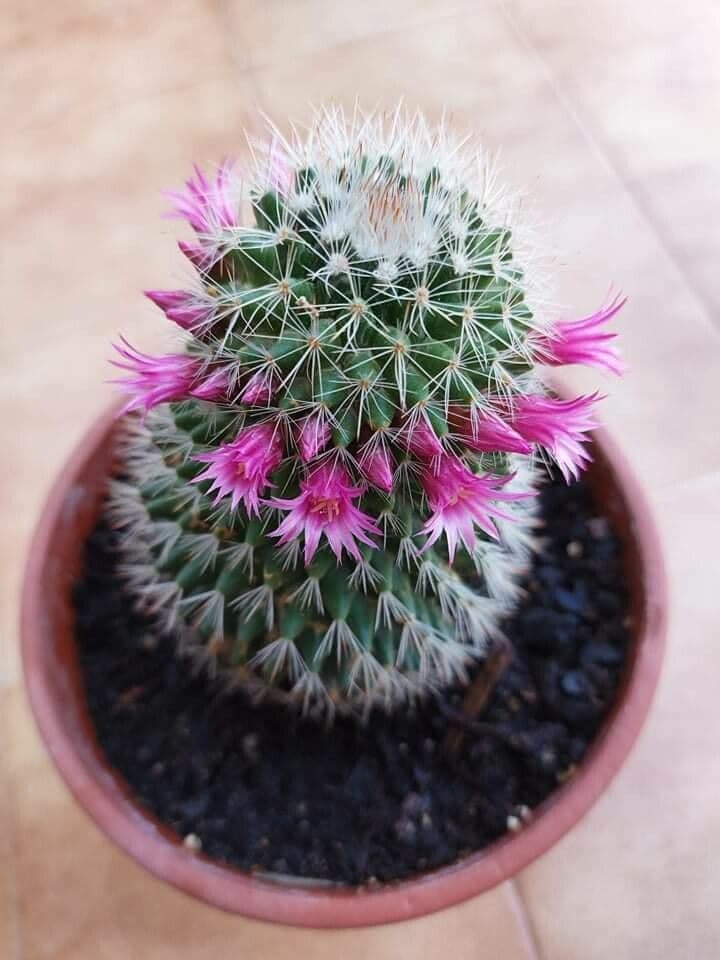 Cactus coussin de Backeberg 5