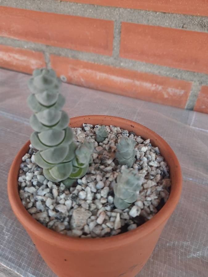 Crassula 4
