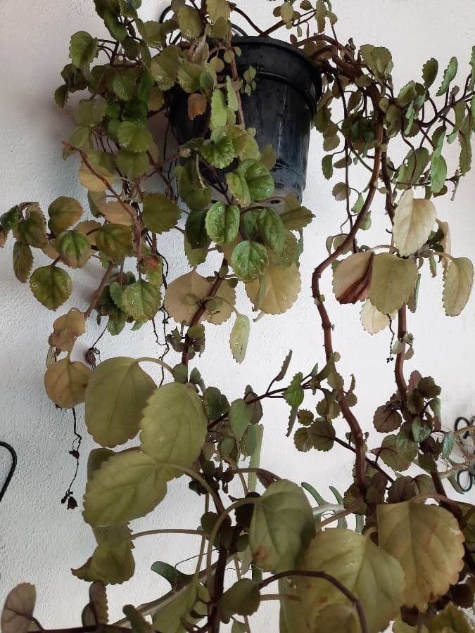 Plectranthus 22