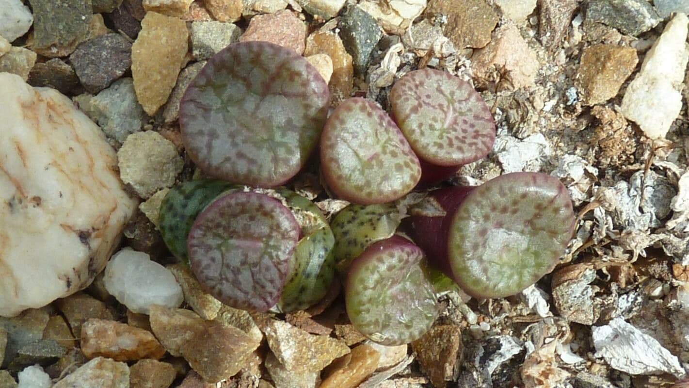 Lebende Steine 5