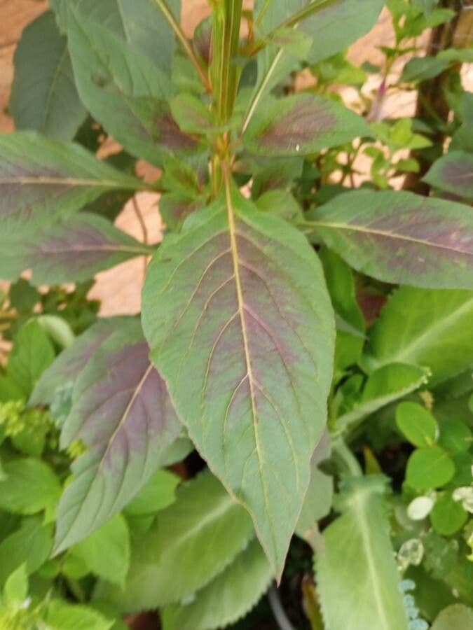 Celosia argentea 17