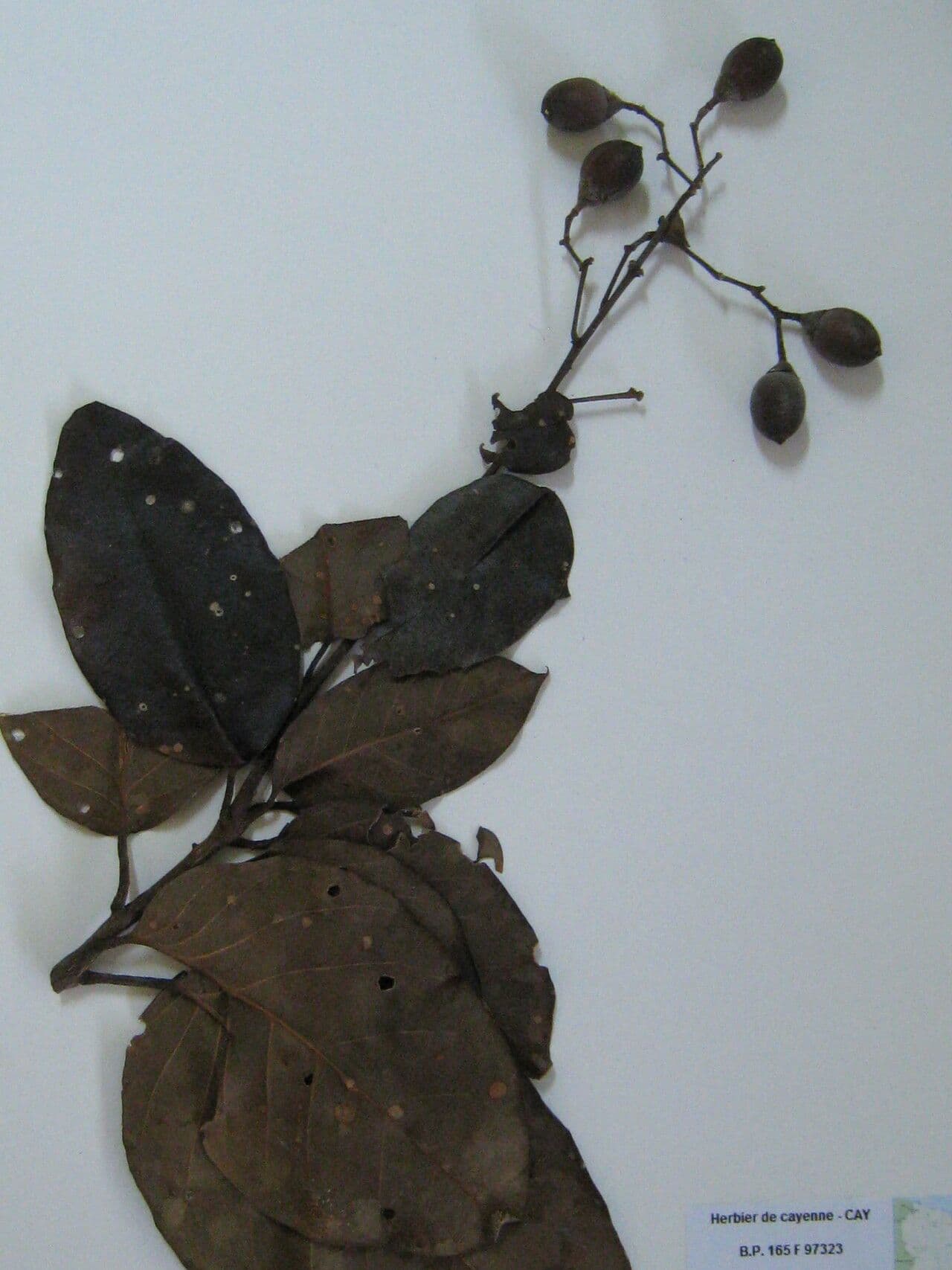 Maripa scandens