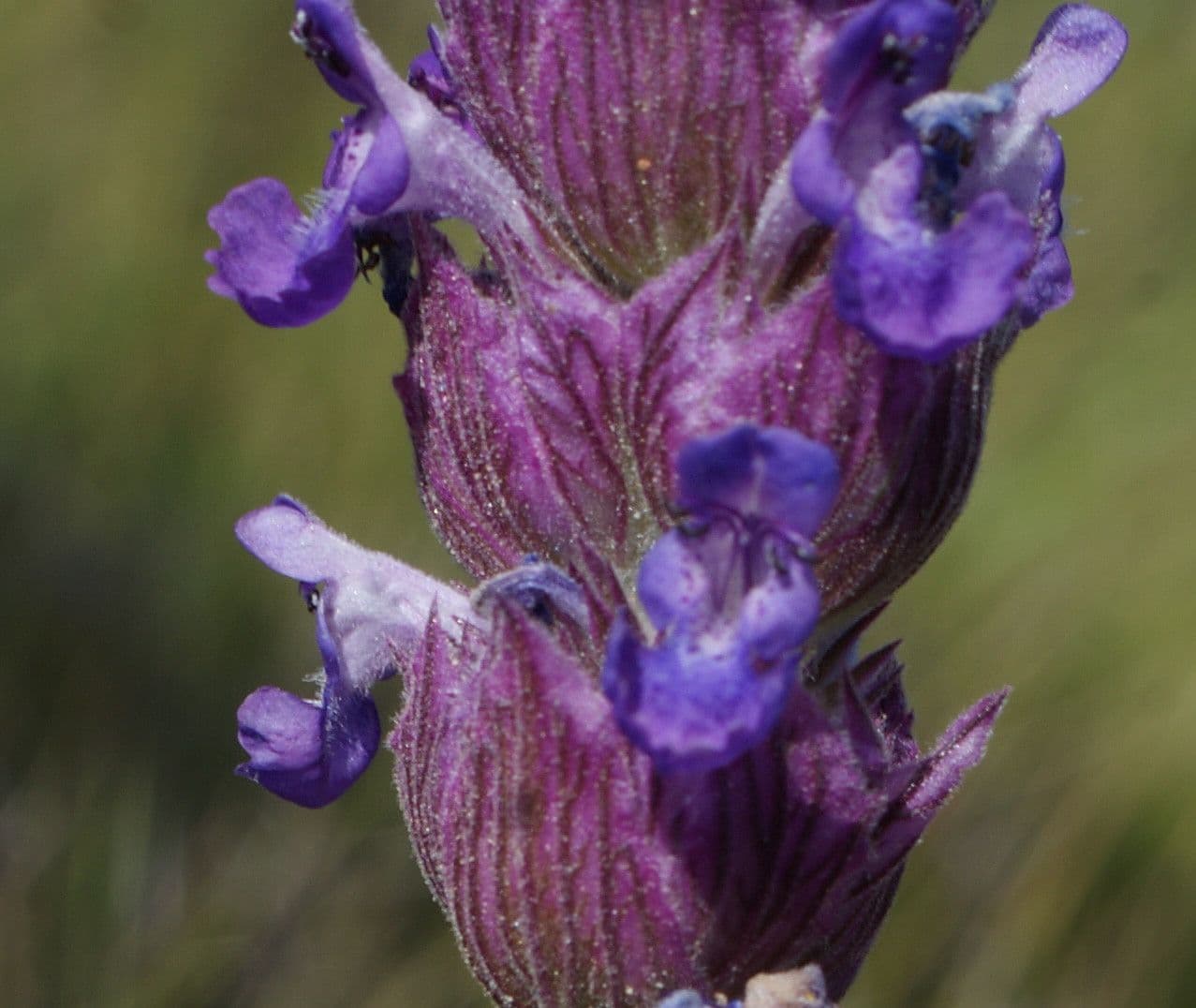 Nepeta tuberosa