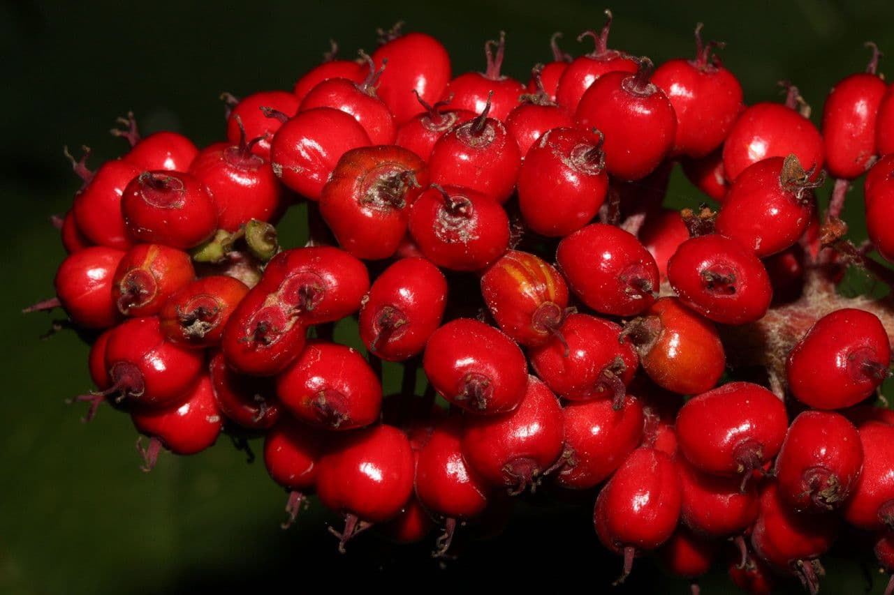 Oplopanax horridus 2
