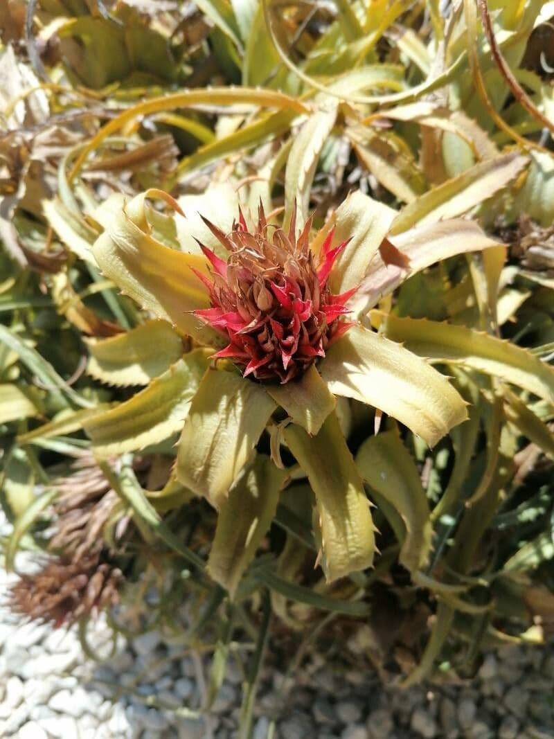 Bromelia 5