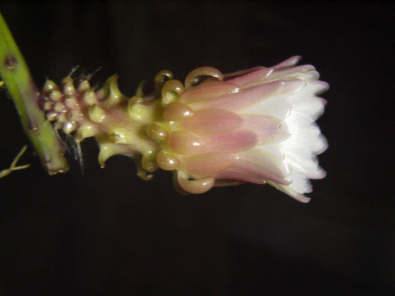 Weberocereus 9