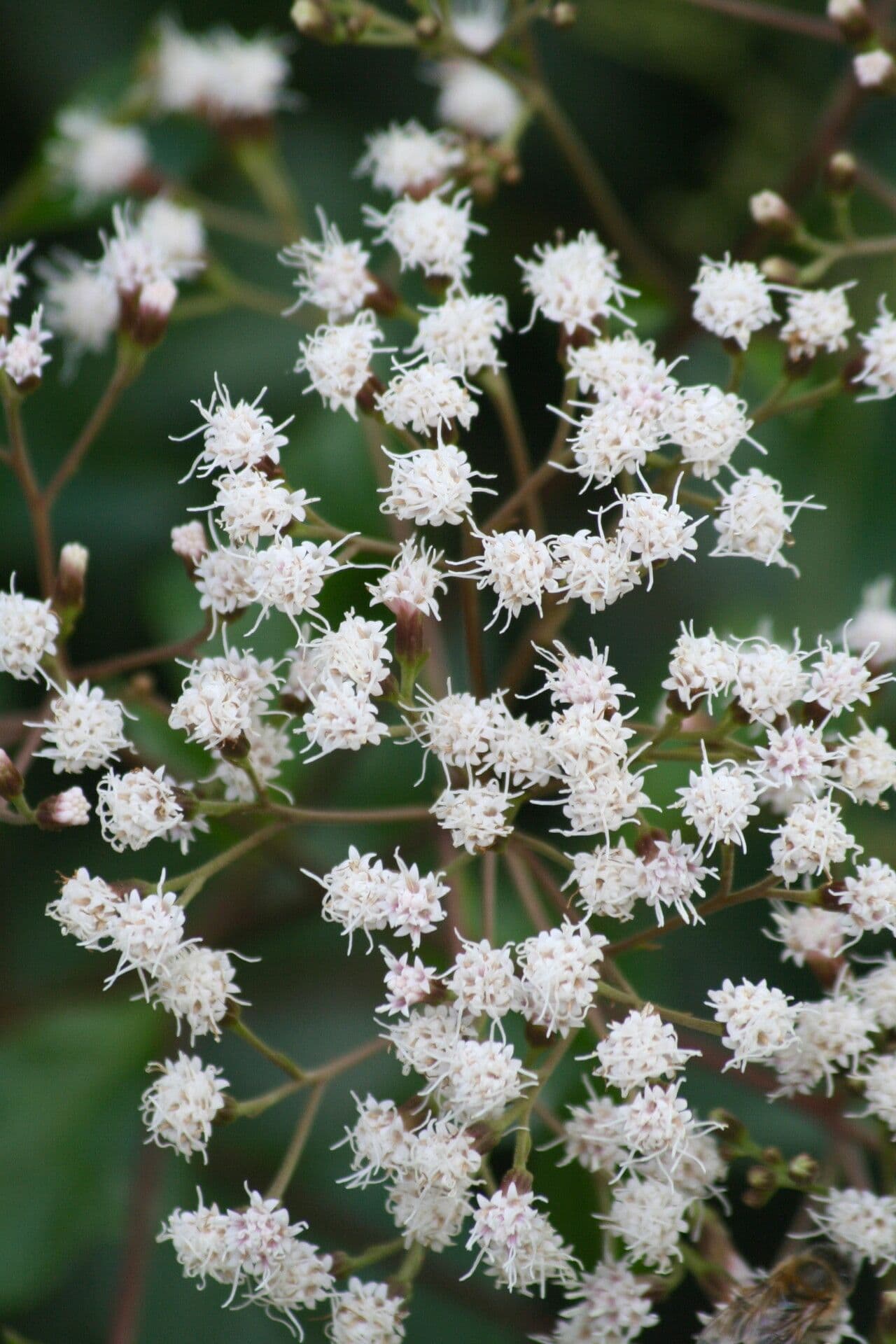Ageratina 3