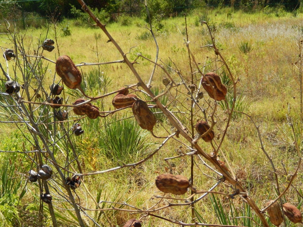 Brazos-Fluss-Yucca