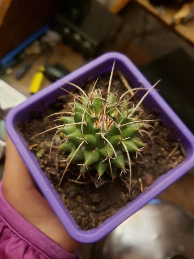 Mammillaria 9