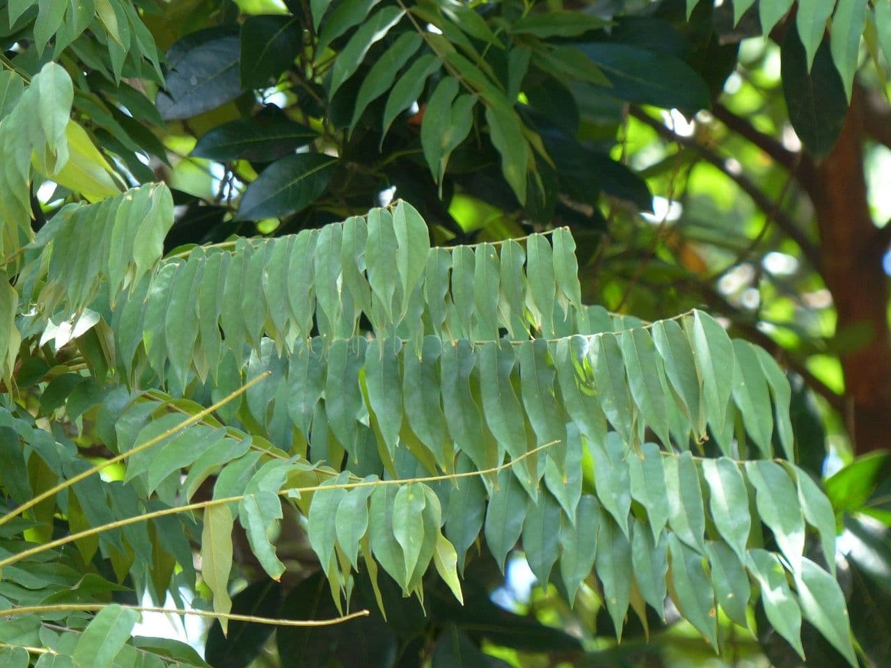 Bilimbi 27