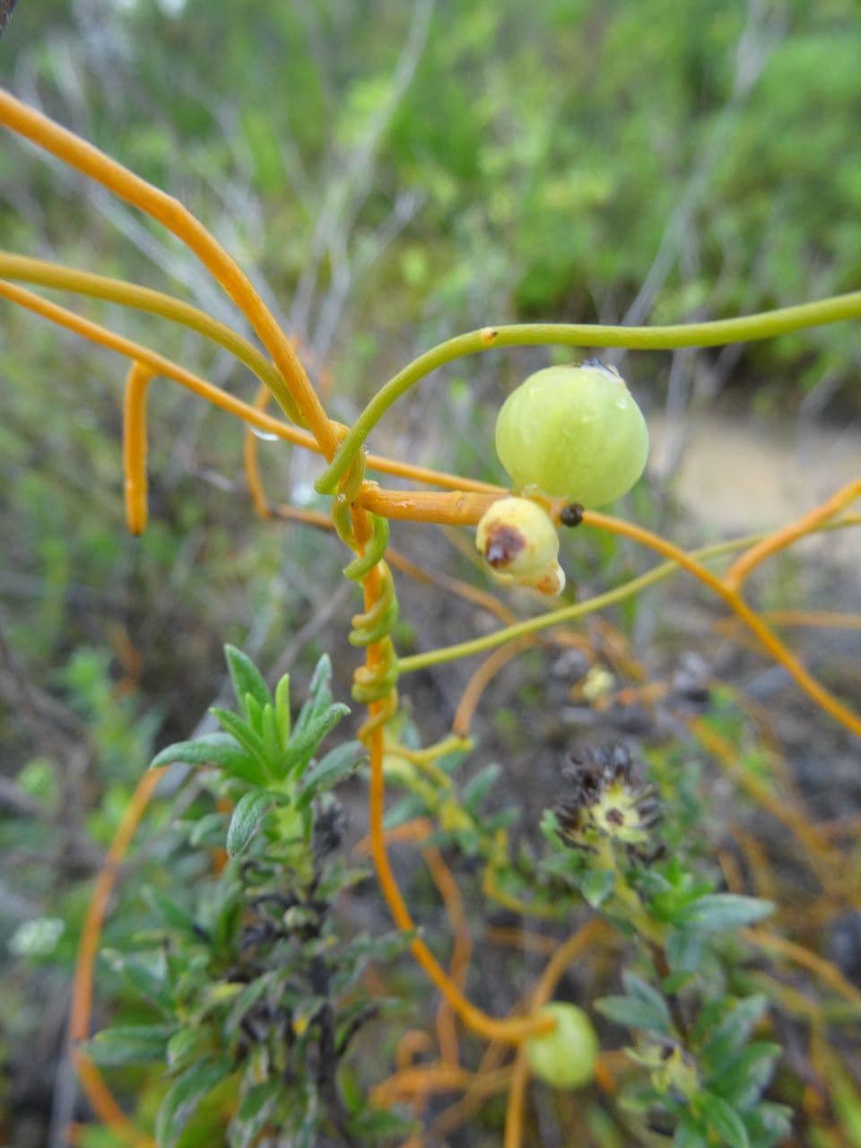 Cuscuta