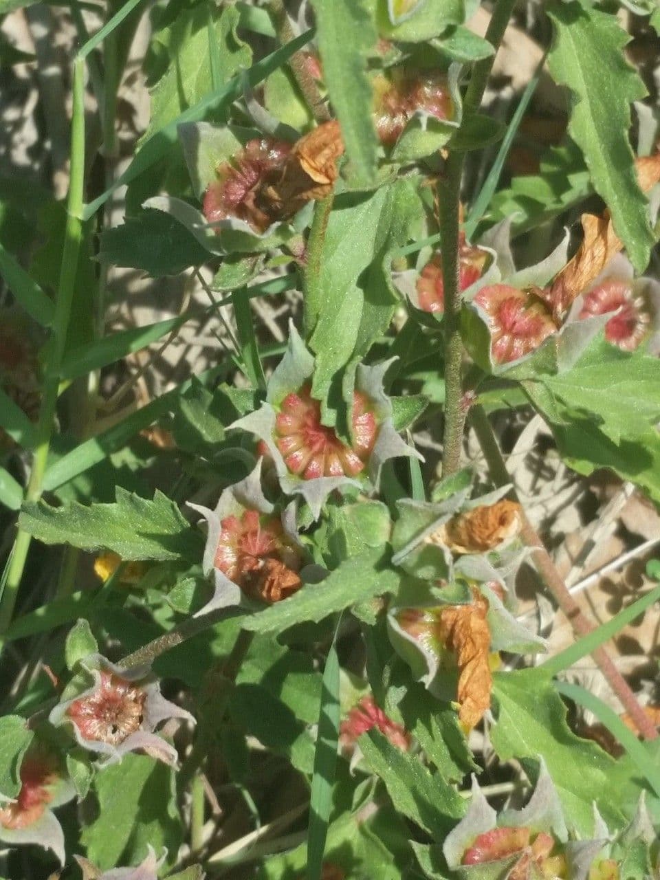 Malvastrum aurantiacum 3