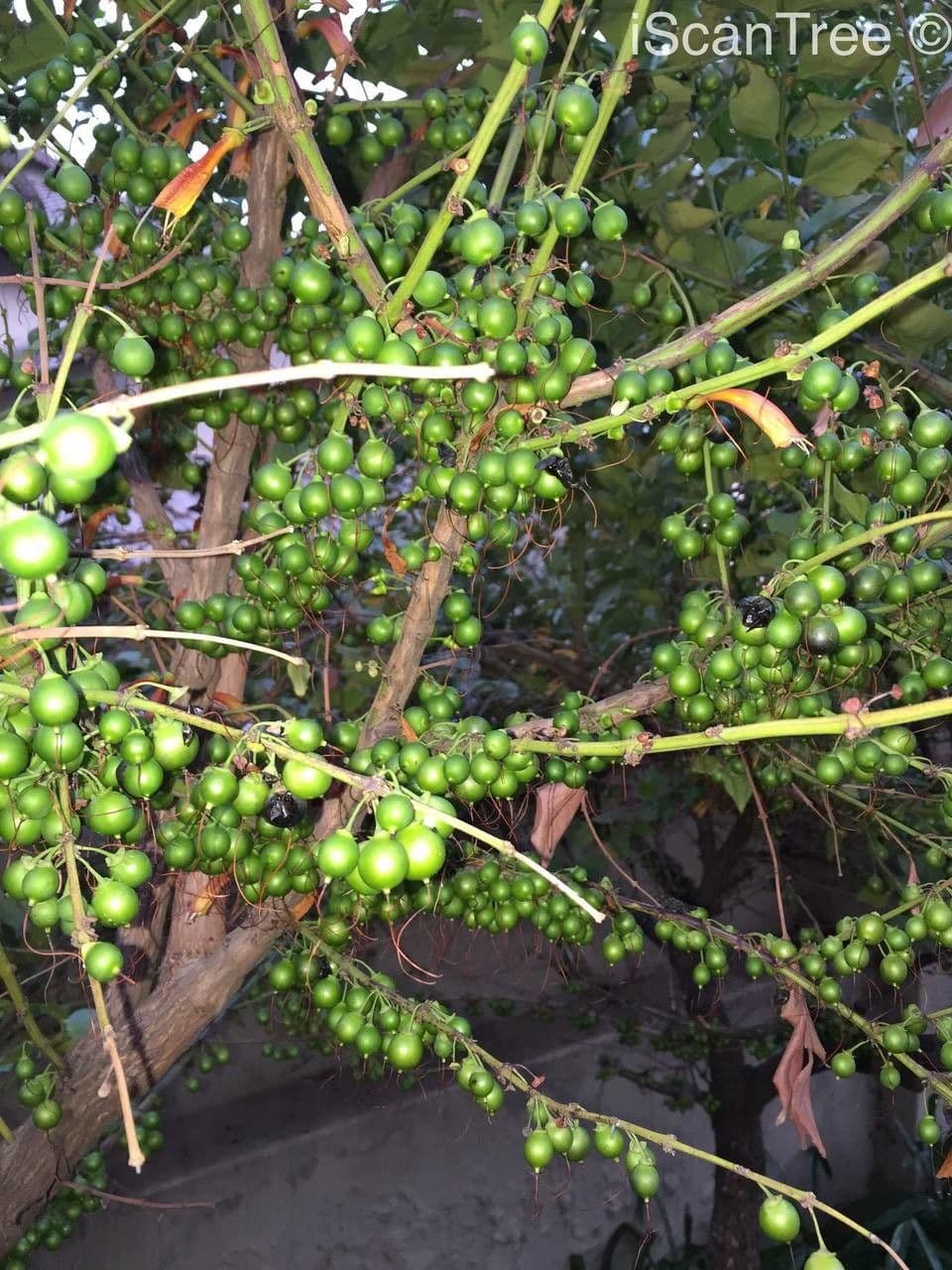 Halleria lucida 5
