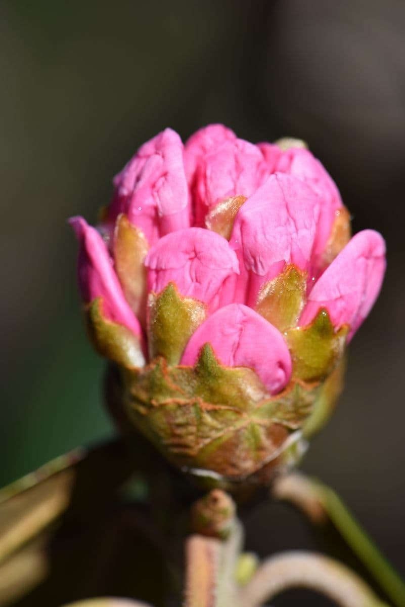 Rododendro 17