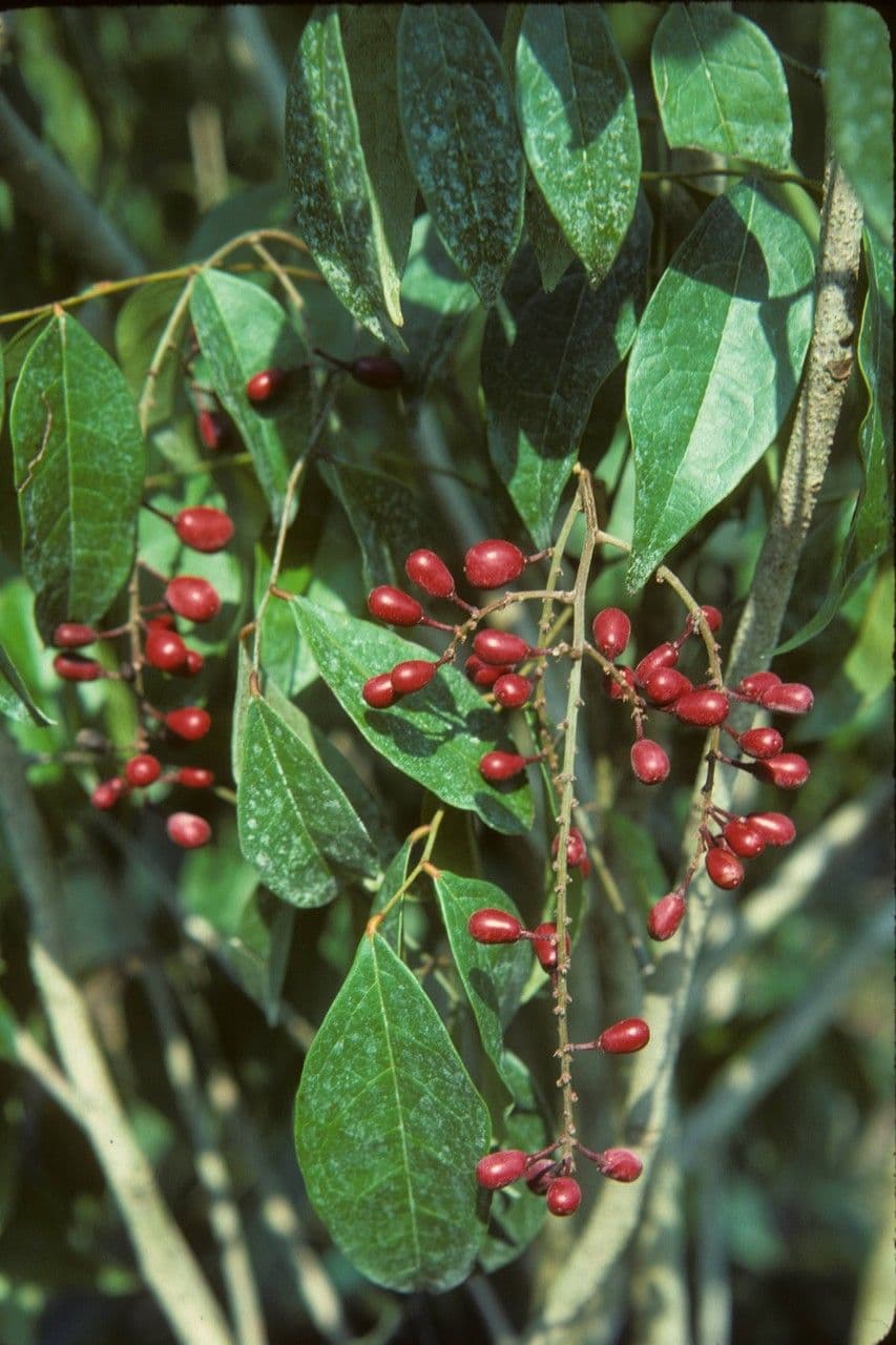 Picramnia pentandra 6