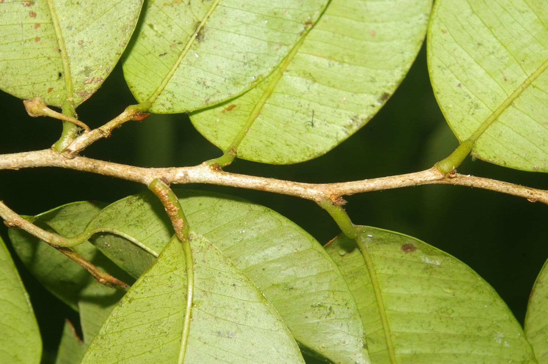 Chrysophyllum 11