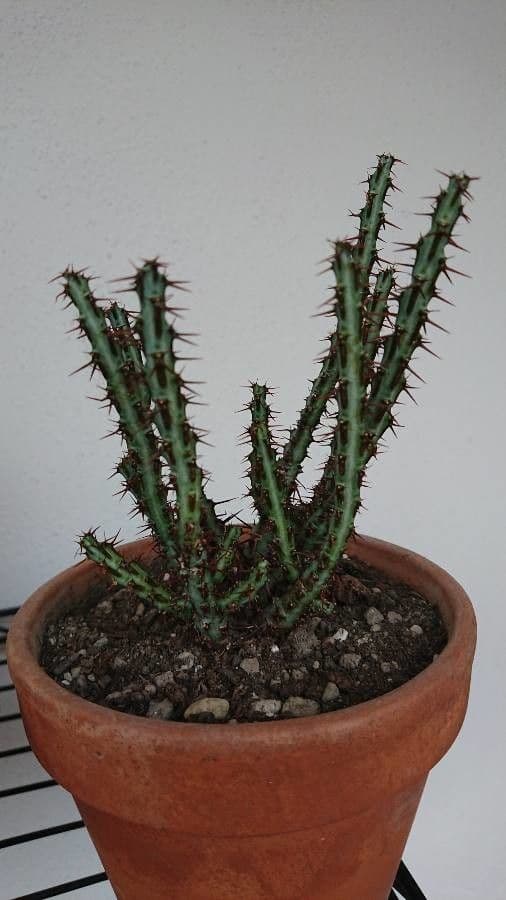 Euforbia verdastra 14