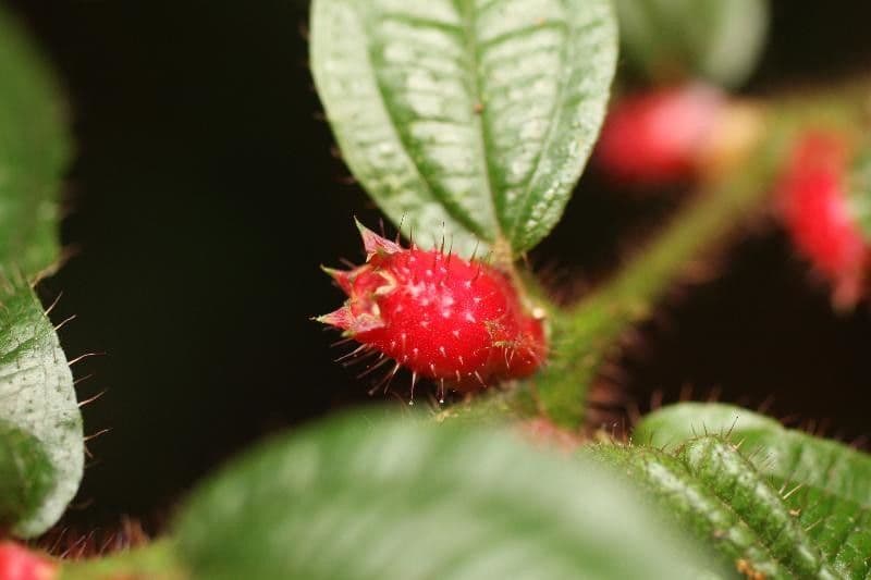 Miconia mayeta 4