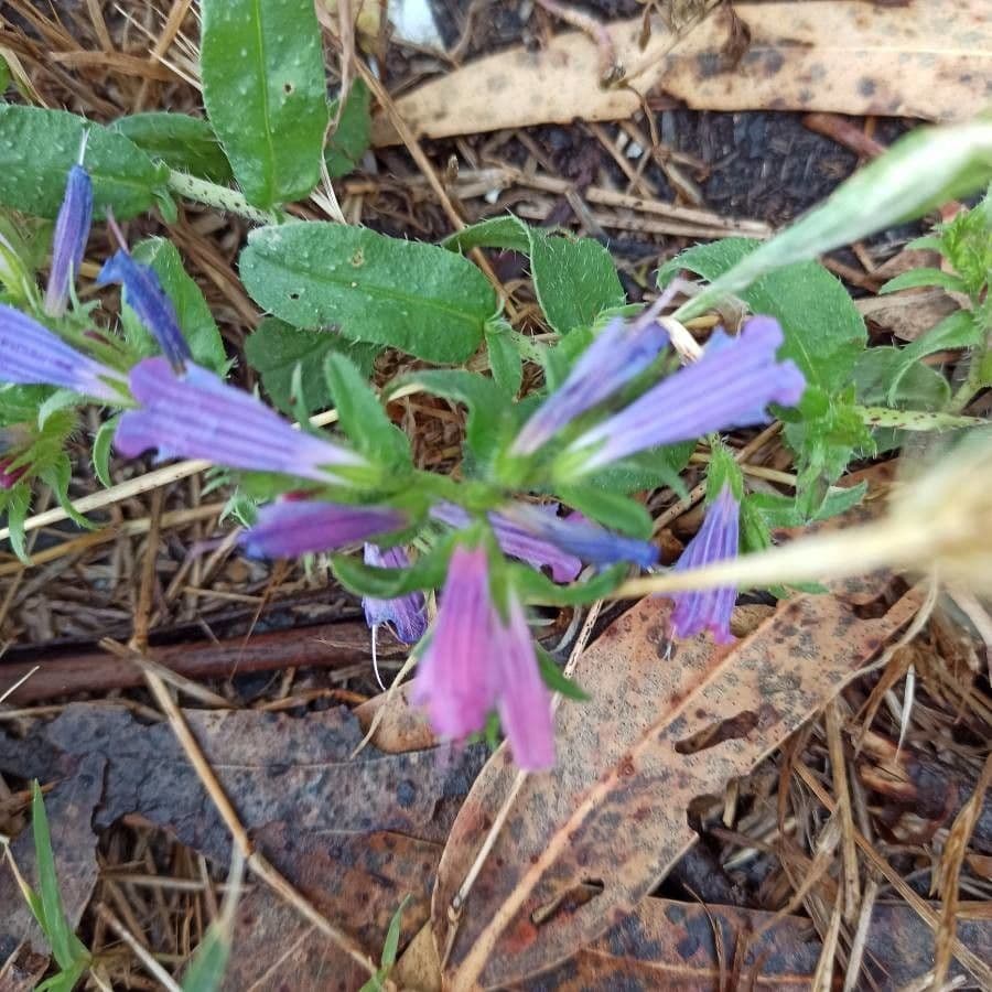 Echium rosulatum 2