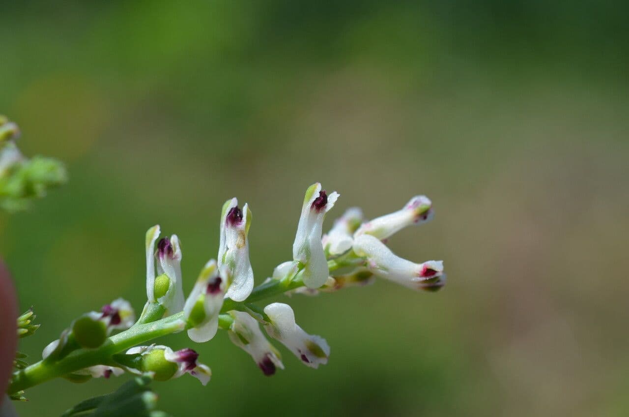 Kleinblütiges Erdrauch 8