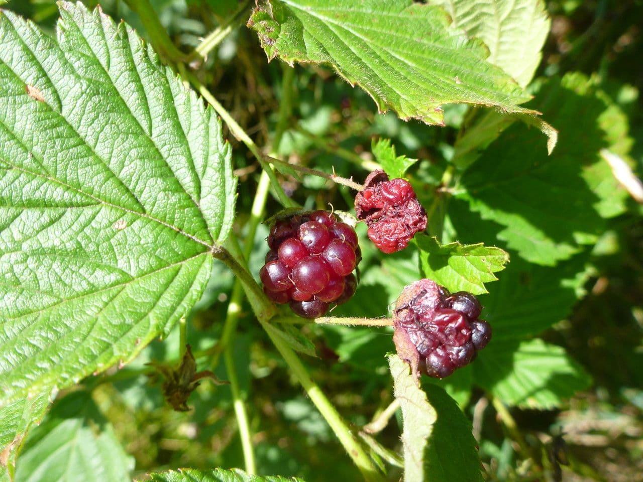 Rote Brombeere 4