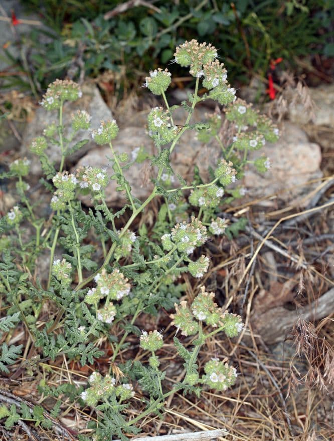 Fagelia ramosa 9