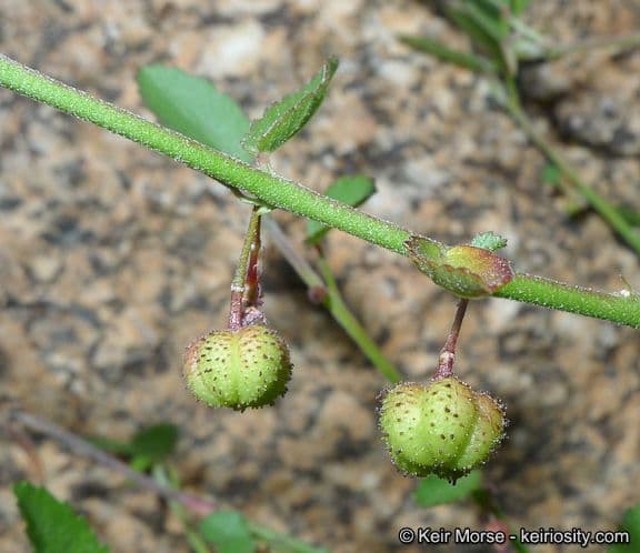 Ayenia compatta