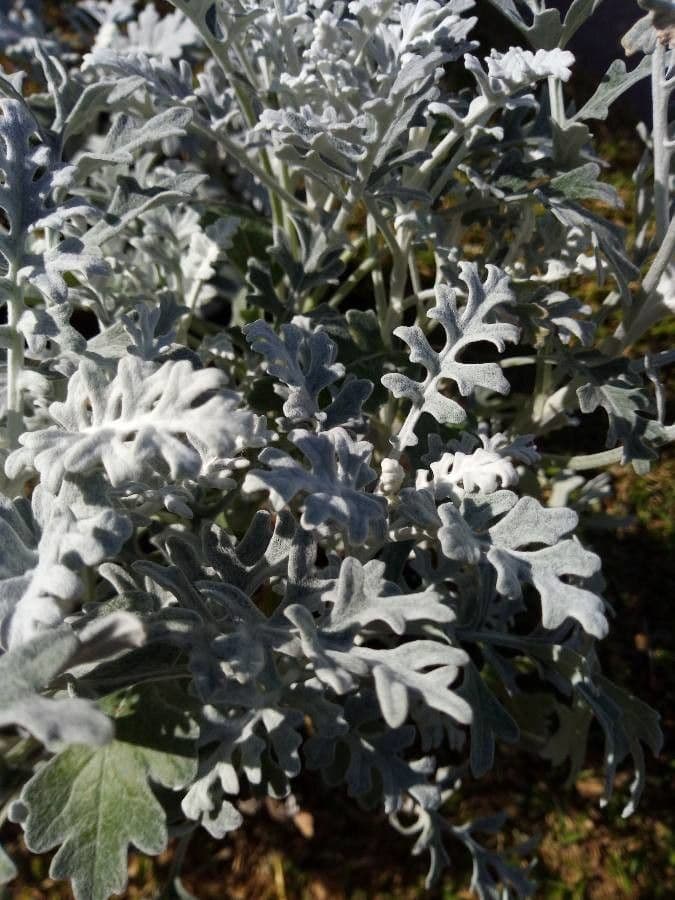 Senecione marittimo 7