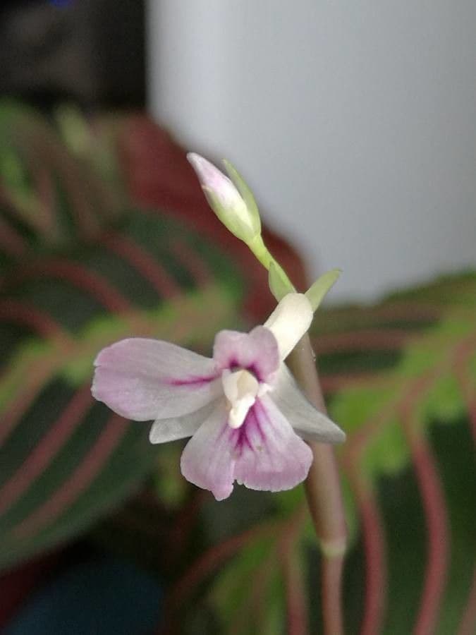Maranta 3