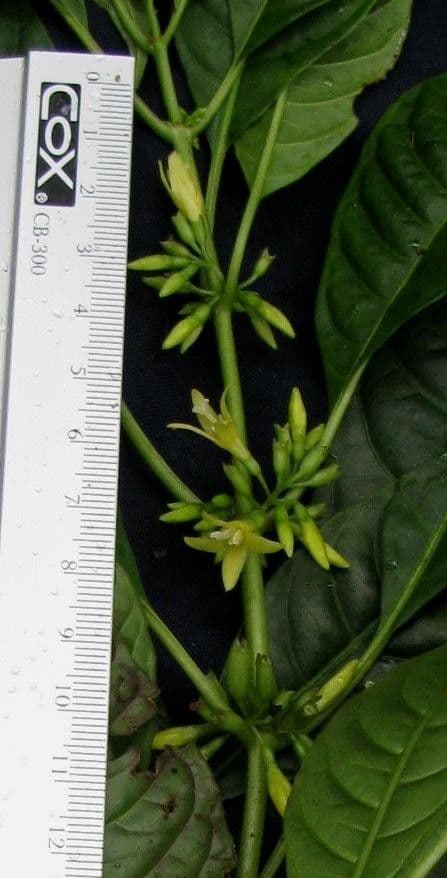 Hoffmannia 9